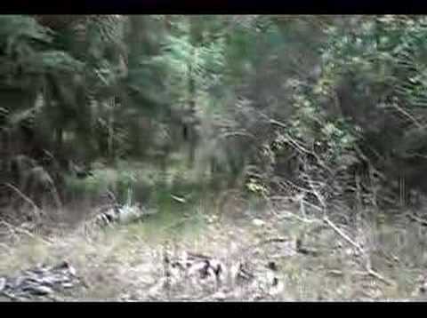 Sasquatch Sighting in FLORIDA