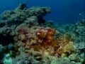 Documentary Nature - Treasures of the Great Barrier Reef