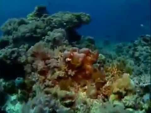 Treasures of the Great Barrier Reef