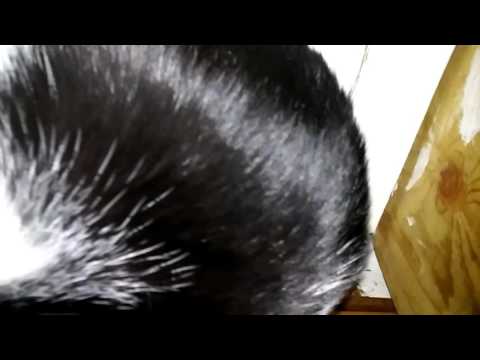 Madisy and Makai tube