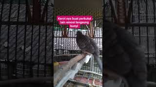 Download lagu Masteran perkutut - kerot bikin perkutut lain pada bunyi2116 mp3