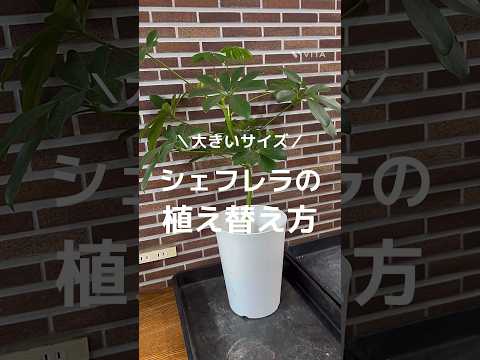 シェフレラ、ラディアント アラリア 植物