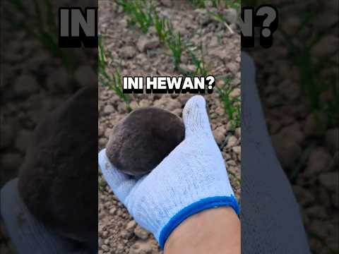 Matanya hampir Buta Total, Tapi Jadi Penggali Tercepat di Dunia