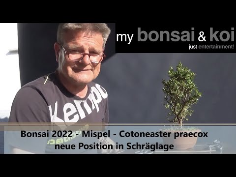 Bonsai 2022-23 - Mispel -  Cotoneaster praecox - neue Position in Schräglage
