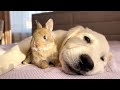 Cute Golden Retriever Puppy And Tiny Bunny
