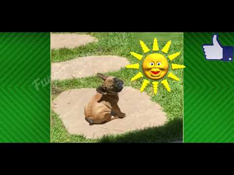 Funny memes on cats and dogs#34