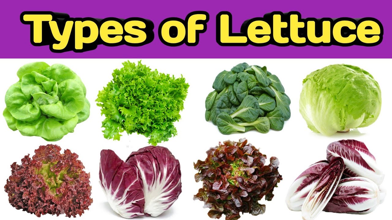 Types of lettuce | Name of lettuce | Lettuce name | Leafy vegetable | Rss kitchen