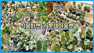 대박난 식물마켓 다녀왔어요!! 랜선 식물투어 in 롯데아울렛!!