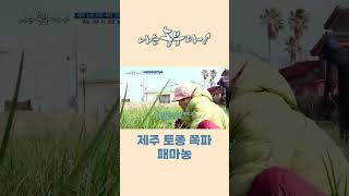 [나는농부다 234회] 제주 토종 쪽파 패마농