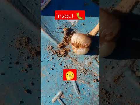 insect 🐛🥱 #viral #trending  #india #insects #entomology #ento