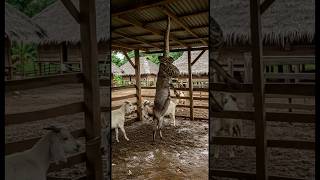 Python Strikes Inside the Goat Pen—What Happened Next Is Shocking