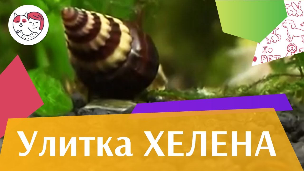 Улитка хелена Совместимость с обитателями аквариума на ilikepet