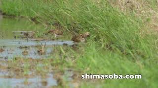 ハマシギ初確認、タマシギ親子など(動画あり)