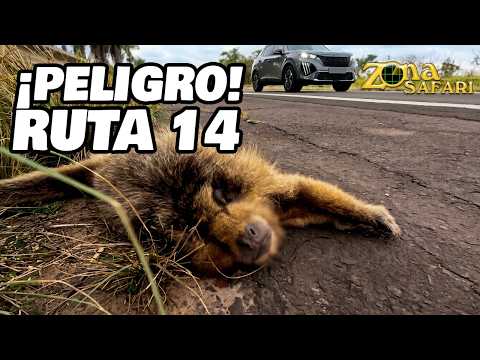 ¿Tragedia FATAL? El triste hallazgo en RUTA 14 ⚠️