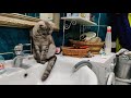 Molly The Cat Looks At The Washing Machine Work 14 08 2021