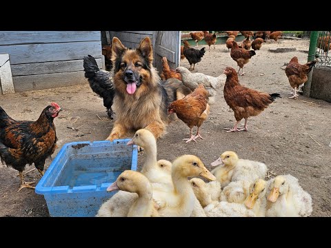 MAŁE KACZUSZKI SĄ ŚMIESZNE - Zbuntowały się podczas zaganiania