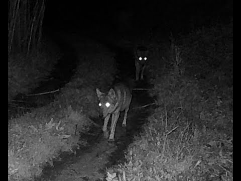 Il saluto dei due lupi.