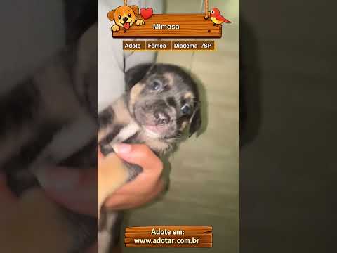 Vídeo de Mimosa