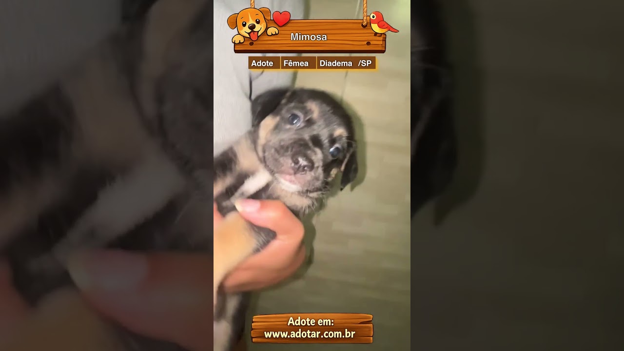 Cachorro raça SRD-ViraLata idade 2 a 6 meses nome Mimosa