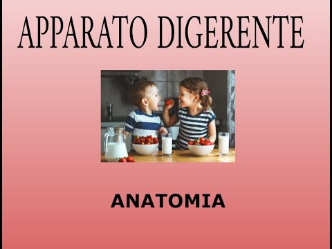 Anatomia dell'apparato digerente