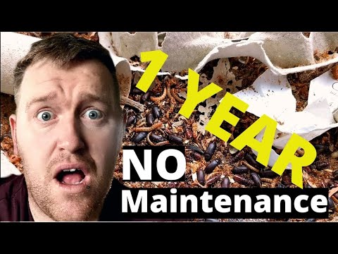 餐蟲農場 1 年未動 (MealWorm Farm Untouched For 1 Year)