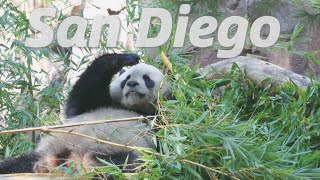 美國San Diego丨大熊貓又來加州啦~ La Jolla泛舟新手也可以、SD必吃BBQ跟其他美食、兩天SD行程分享