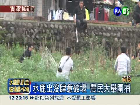 水鹿出沒破壞作物 農民聯合圍捕