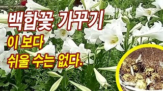 백합꽃 가꾸기, 이 보다 쉬울 수는 없다. 백합 구근 이식