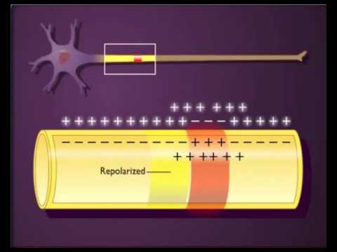 Kontinuierliche und saltatorische Erregungsleitung
