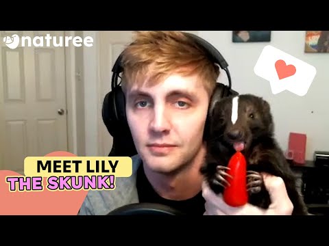 The Cutest Pet Animal You Could Get: Lily The Skunk