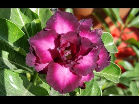 Адениум Indigo..опять не то! Противный вредитель!