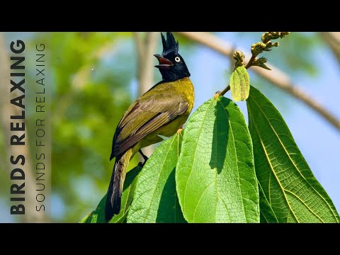 Birds Singing Without Music, 24 Hour Bird Sounds Relaxation, Soothing Nature Sounds, Birds Chirping