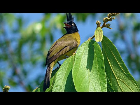 Birds Singing Without Music, 24 Hour Bird Sounds Relaxation, Soothing Nature Sounds, Birds Chirping