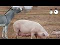 Hybrid Animals When Donkey And Pig Meet The Mystery No One Can Explain