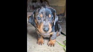 You have no Evidence. It wasn't me! #shorts  #love  #cute  #cheeky #trouble #evidence #dachshund