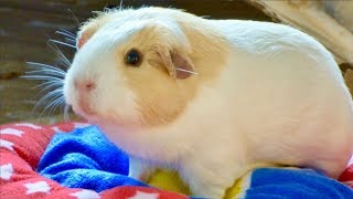 Signs Your Guinea Pig Is Scared