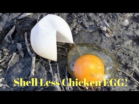 Hen Layed a Shell-less Egg? How to solve this, and Why?