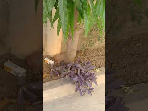 many flowers are so beautiful