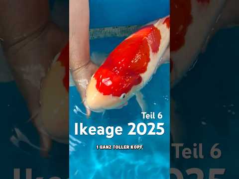 Ki Utsuri Umsetzung Teil 6