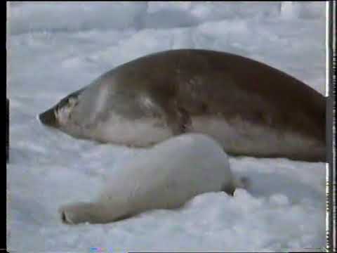 CH5 Polar Odyssey - Whitecoat-A Seal's Story (WM Whitehead) (Sept 1998)