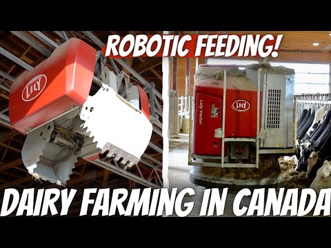 This Dairy Has A Robotic Feeding System!