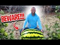 6 Common Watermelon Growing Mistakes