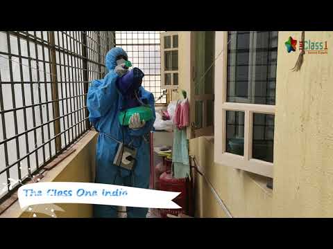 Honey Bee Removal Services