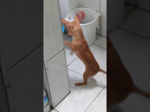 Khalissa invocada com o cesto de lixo 😂