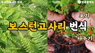 보스톤고사리 번식 
