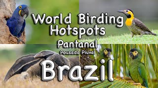World Birding Hotspots - Brazil. Pantanal - Pousada Piuval