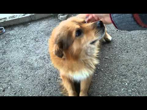 Cute Dog ARU being petted