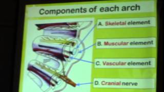 1) Dr.Doaa 9/2/2015 [Pharyngeal arches]