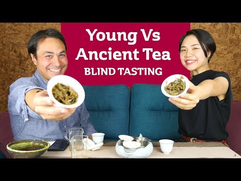 Young Tea vs Ancient Tea - BLIND TASTE CHALLENGE