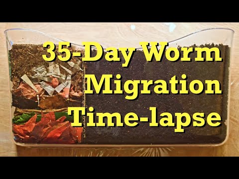 Red Wiggler Worms Horizontal Migration Time-Lapse Days 0-35 FAST - vermicomposting